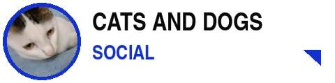 Cats and Dogs Social